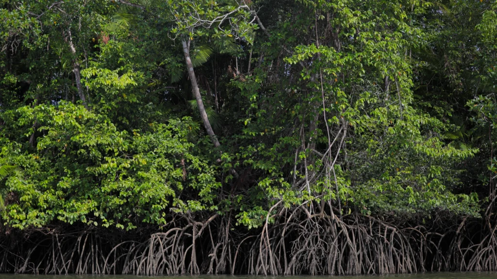 Carbono Azul: Entenda o Papel do Oceano no Combate às Mudanças Climáticas Carbono Azul: Entenda o Papel do Oceano no Combate às Mudanças Climáticas