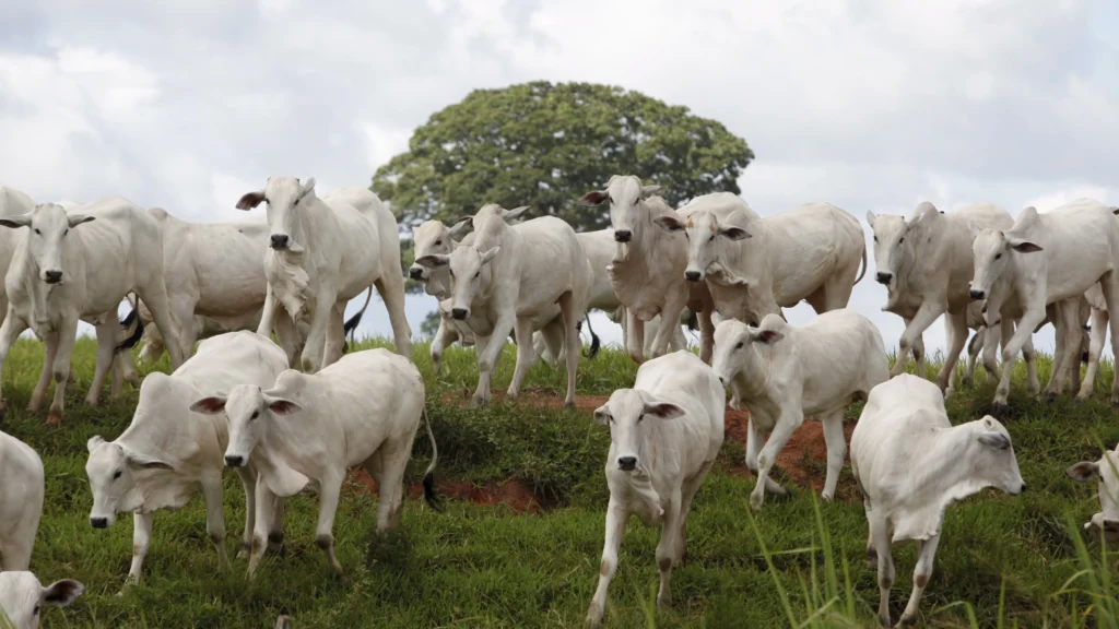 Alvorada retoma expansão com novas aquisições no varejo agro